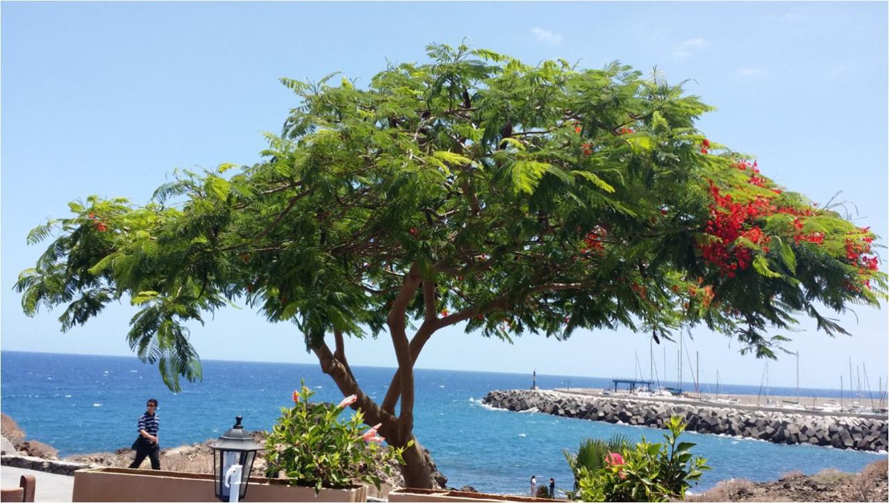 810 - Edif Aguamarina - Vacation Rental Home In The Coast Line Of Golf Del Sur ซานมิเกลเดียโบนา ภายนอก รูปภาพ